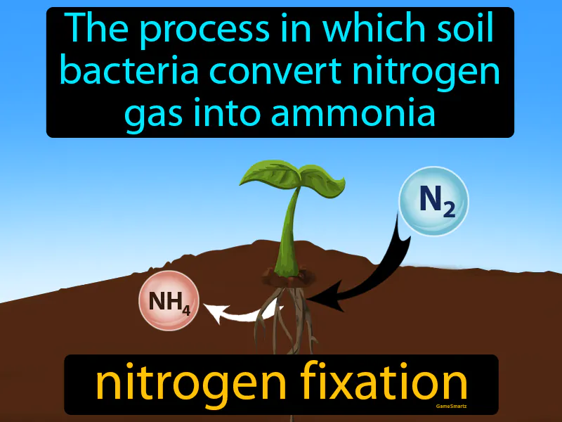 Nitrogen fixation Definition