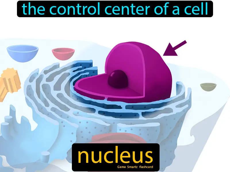 Nucleus Definition