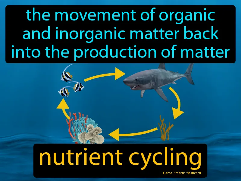 Nutrient cycling Definition
