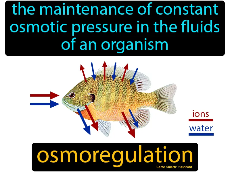 Osmoregulation Definition