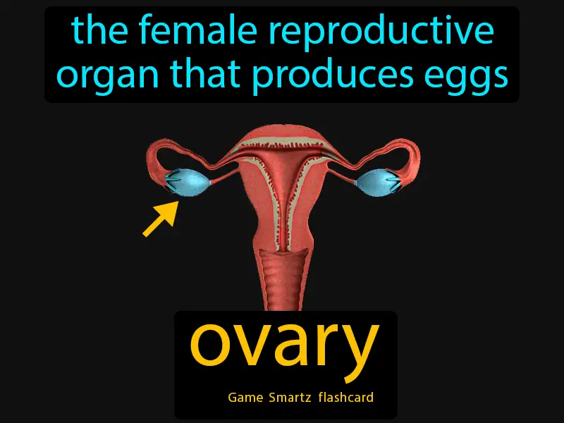 Ovary Definition