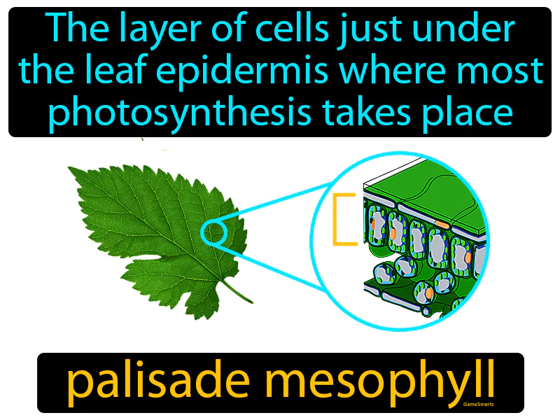 Palisade mesophyll Definition