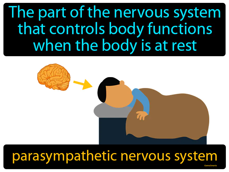 Parasympathetic nervous system Definition