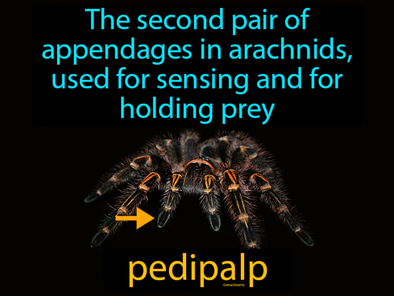 Pedipalp Definition
