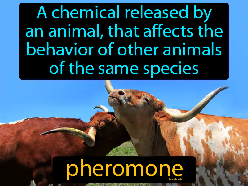 Pheromone Definition