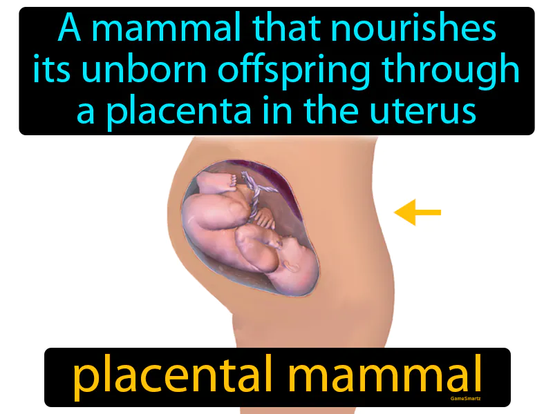 Placental mammal Definition