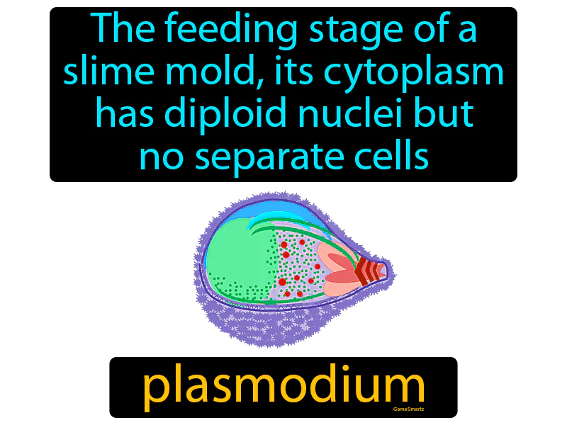 Plasmodium Definition