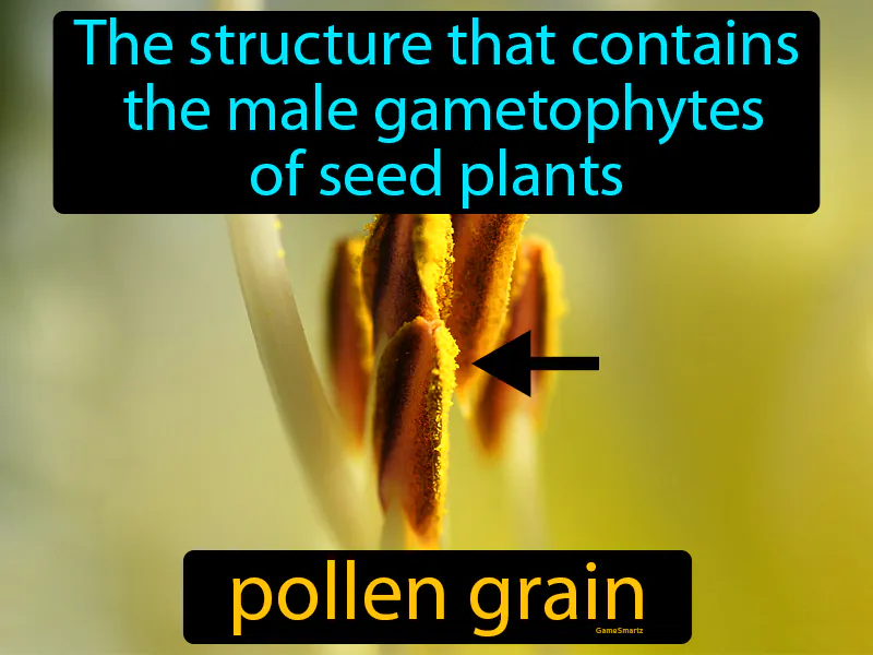 Pollen grain Definition