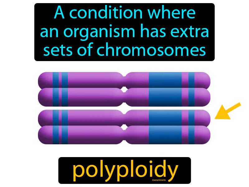 Polyploidy Definition