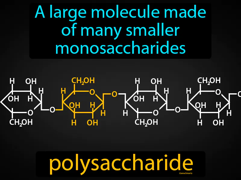 Polysaccharide Definition