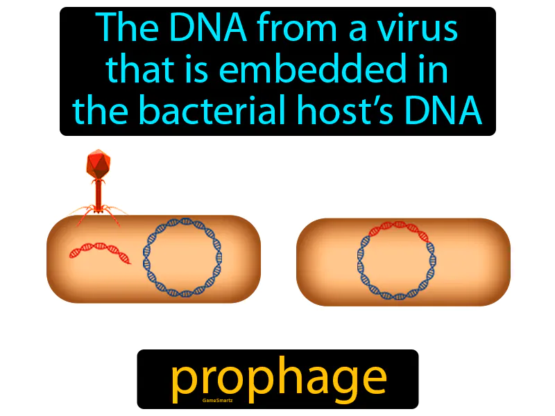 Prophage Definition