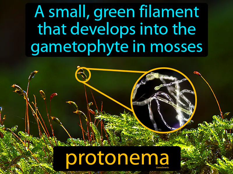Protonema Definition