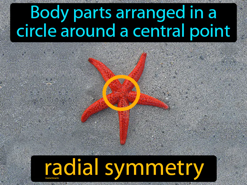 Radial symmetry Definition