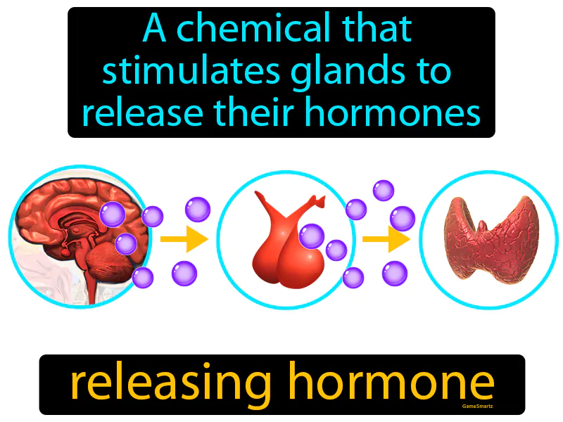 Releasing hormone Definition