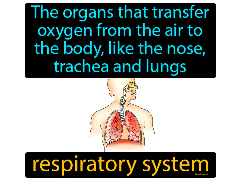 Respiratory system Definition