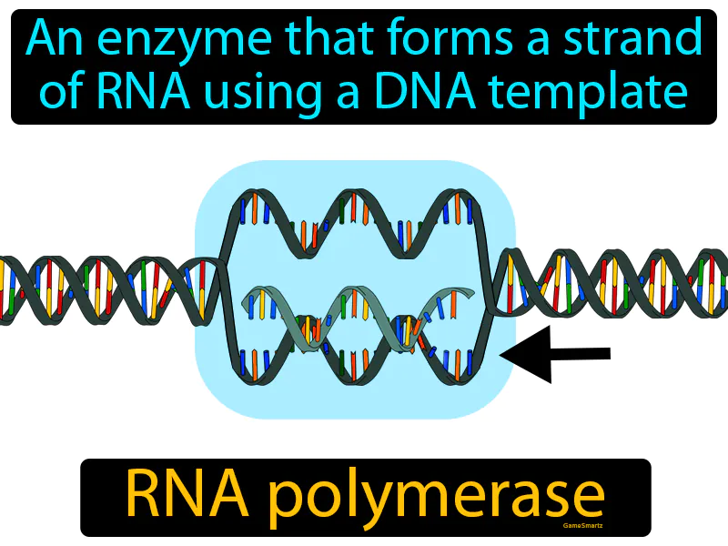 RNA polymerase Definition