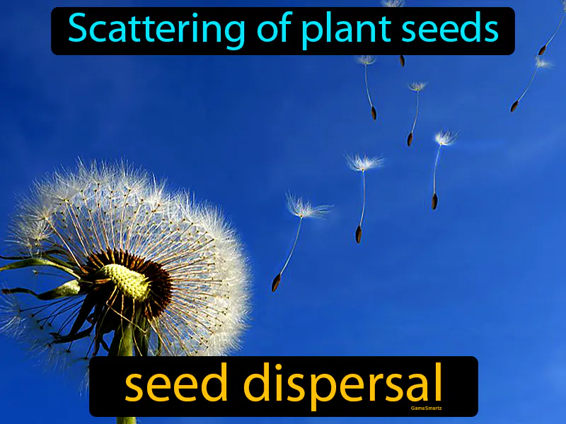 Seed dispersal Definition