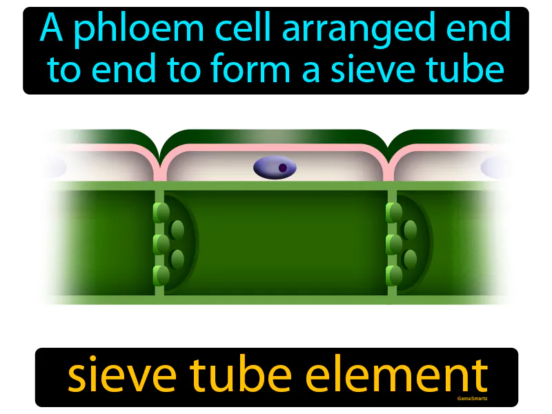 Sieve tube element Definition