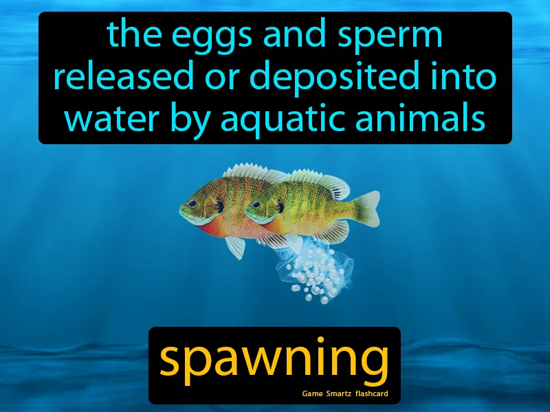 Spawning Definition