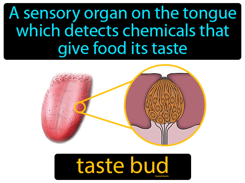 Taste bud Definition