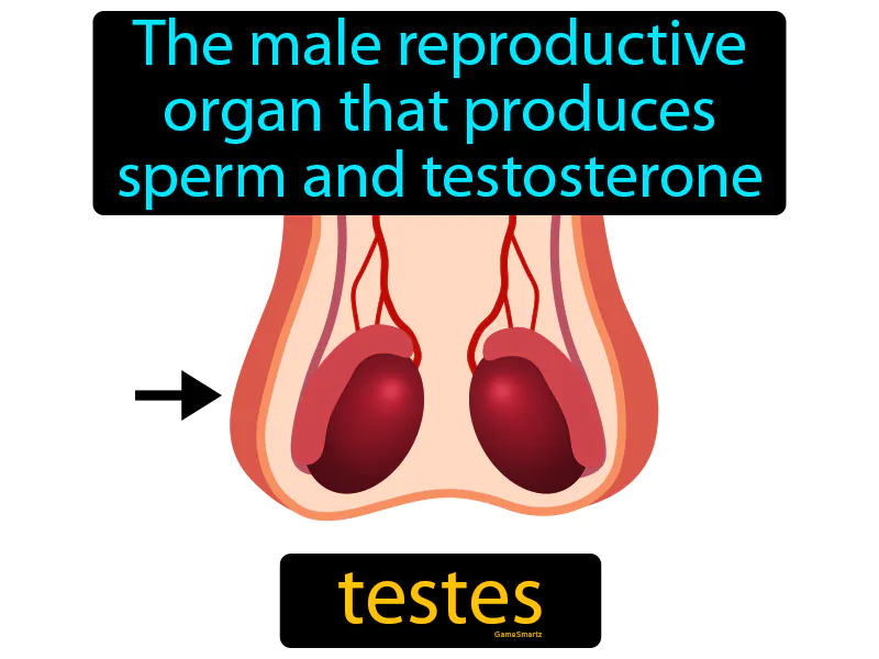 Testes Definition