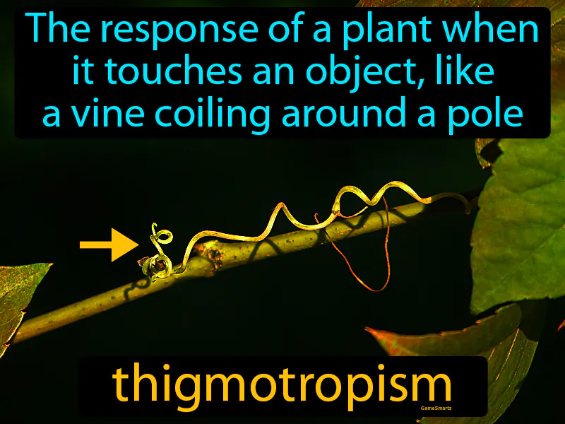 Thigmotropism Definition