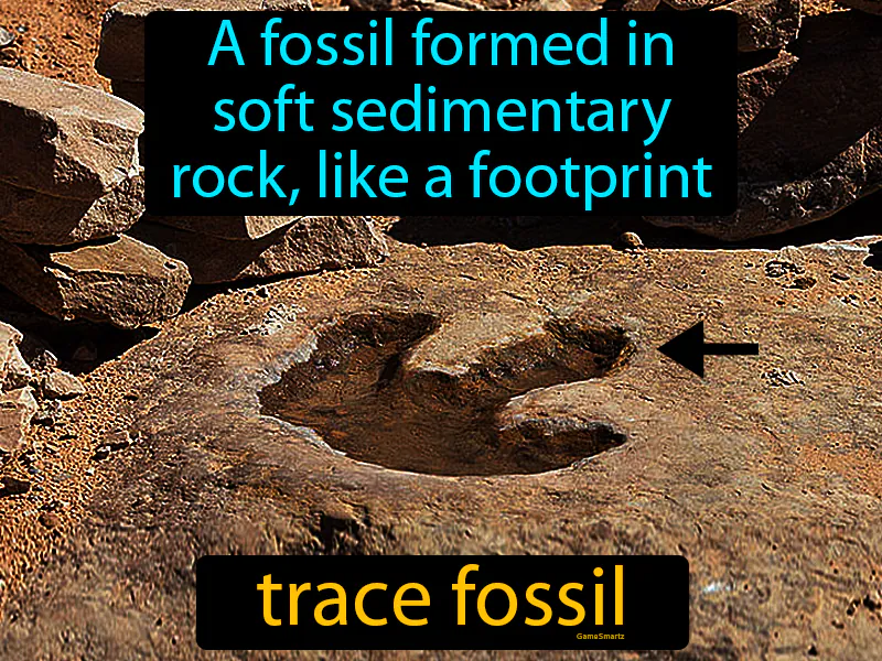 Trace fossil Definition