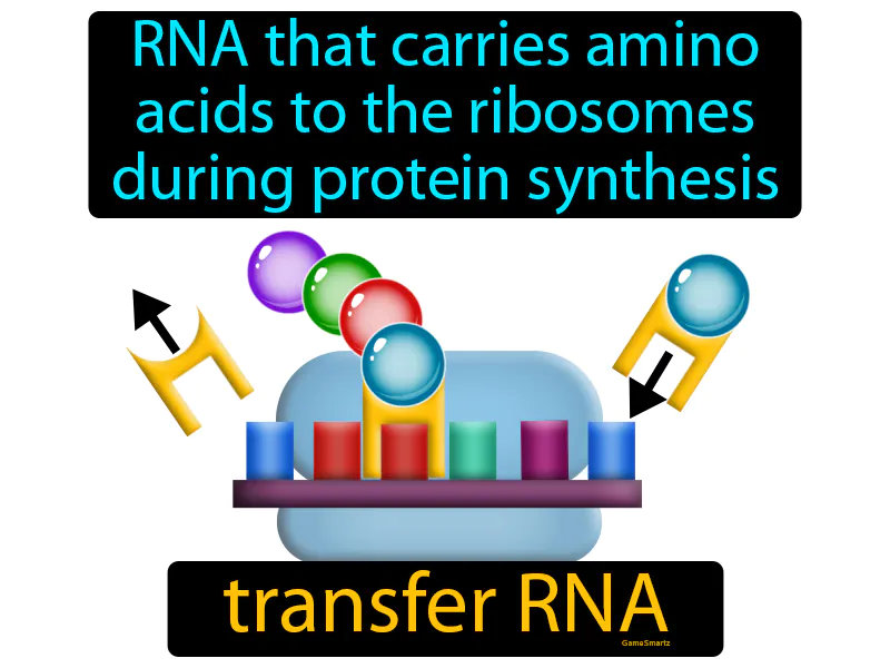 Transfer RNA Definition