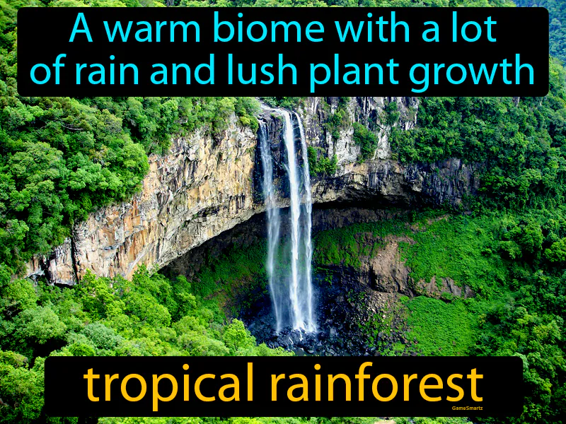 Tropical rain forest Definition