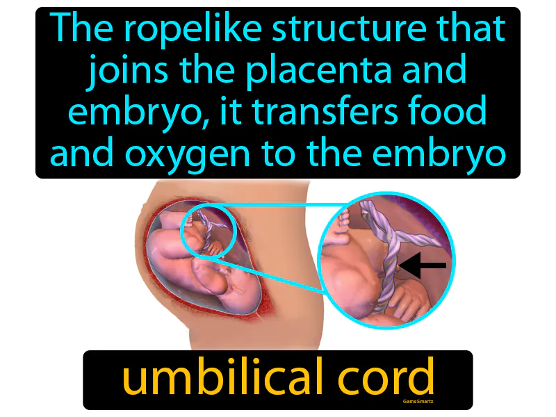 Umbilical cord Definition