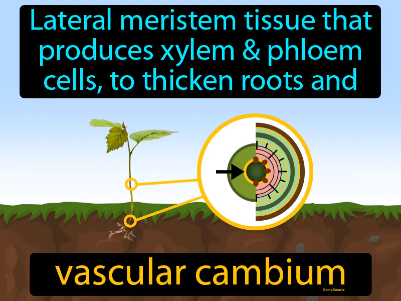 Vascular cambium Definition