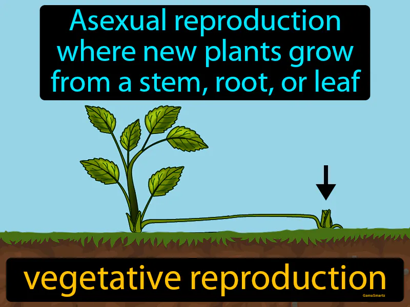 Vegetative reproduction Definition