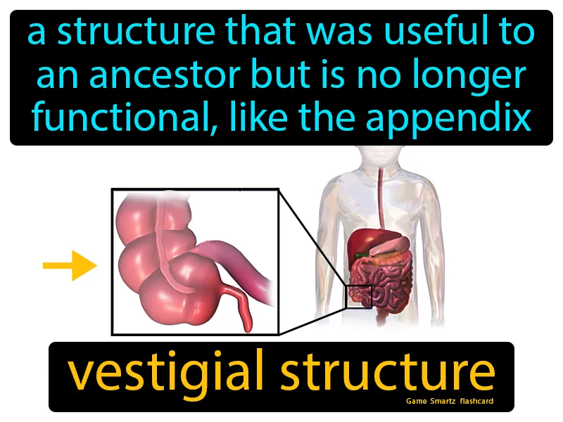 Vestigial structure Definition