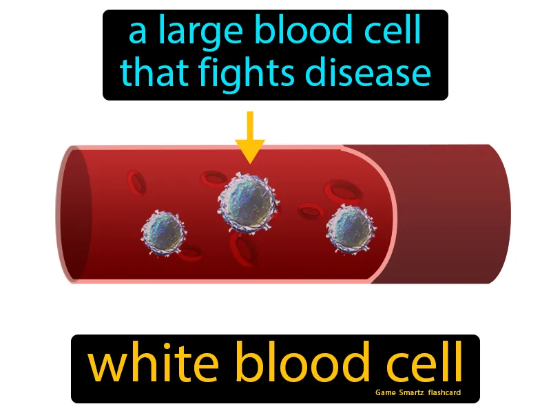 White blood cell Definition