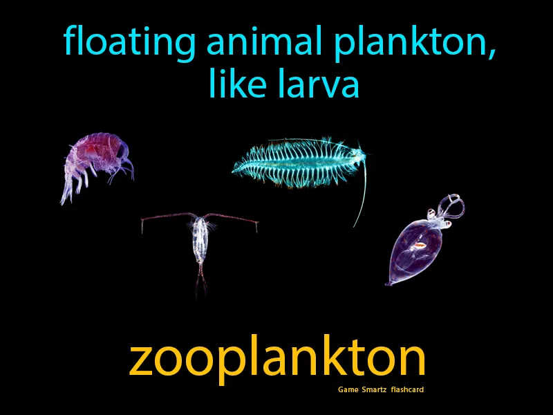 Zooplankton Definition