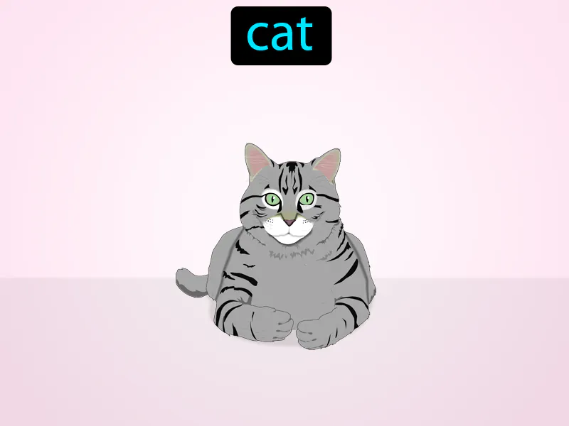 El gato Definition
