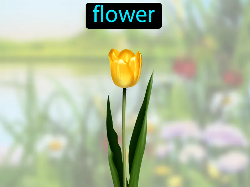 La flor Definition